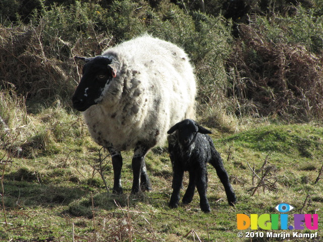 SX12440 Tiny little black lamb with ewe